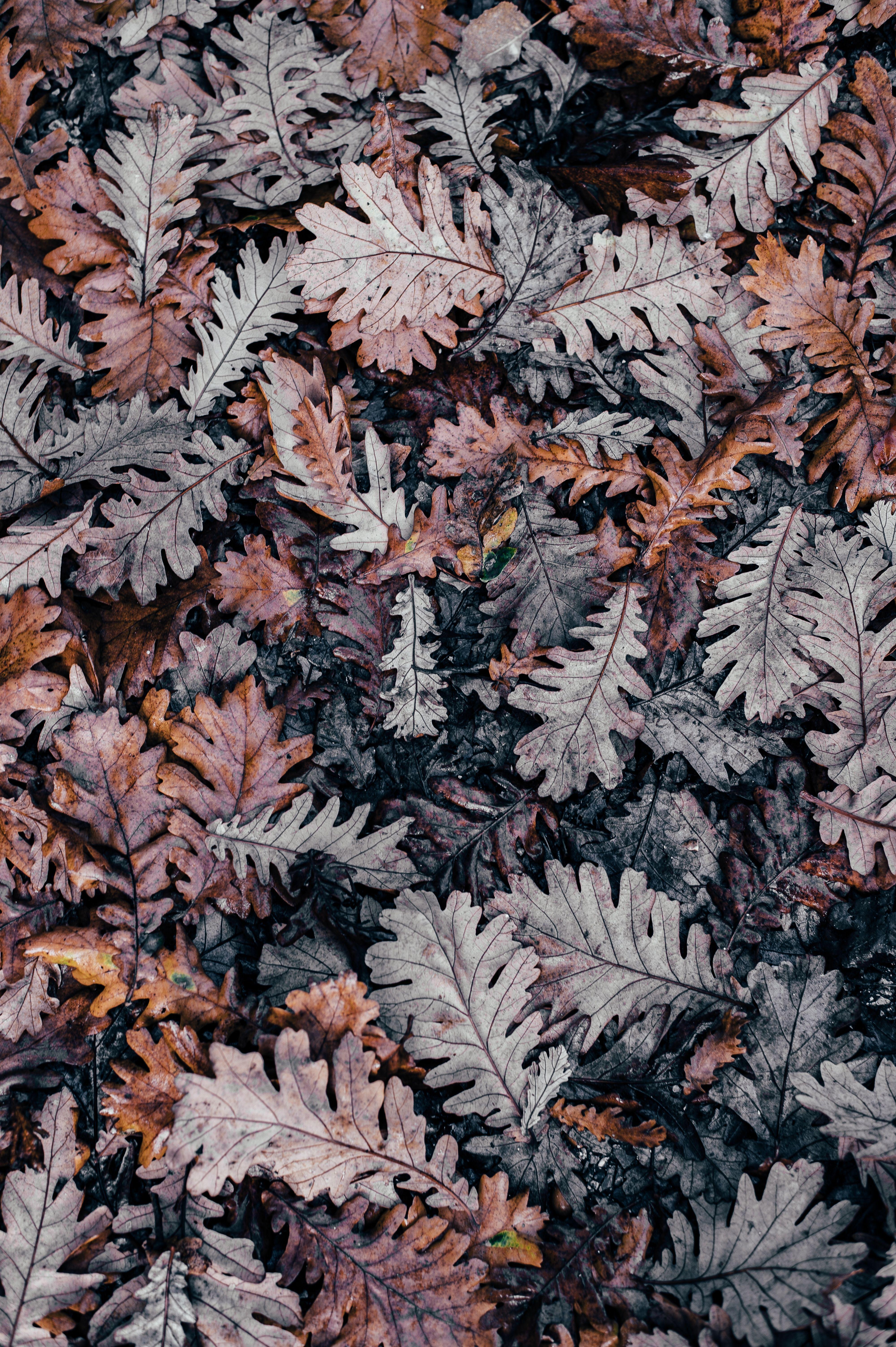 4000 x 6010 · jpeg - Minimalist Aesthetic Autumn Wallpapers - Wallpaper Cave