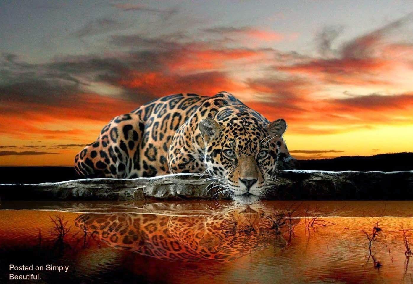 1396 x 960 · jpeg - Pin by Chyna805 on Arte/pix | Leopard home decor, Animal wallpaper ...
