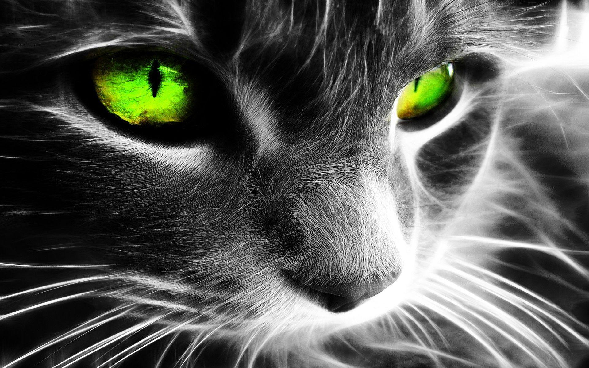 1920 x 1200 · jpeg - Anime Cat With Green Eyes Wallpapers - Wallpaper Cave