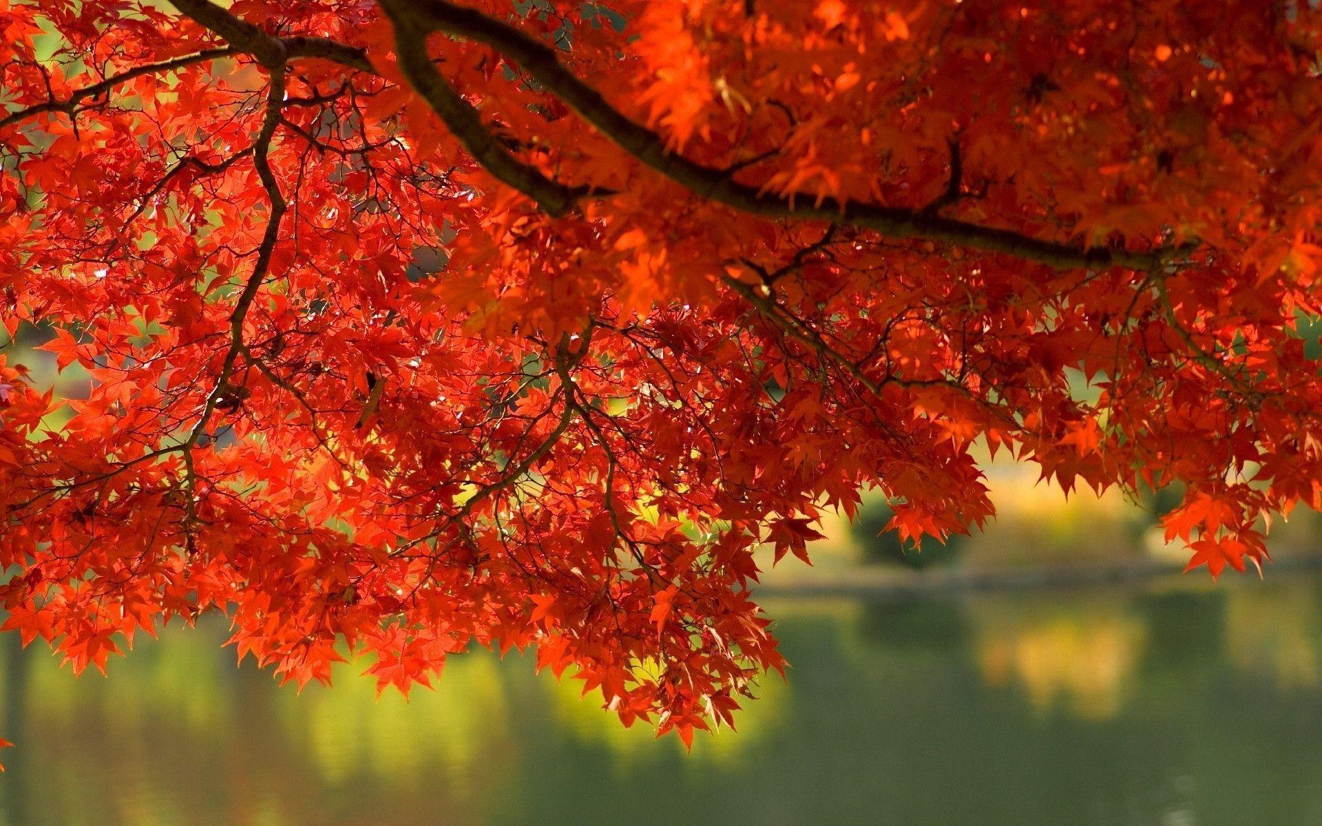 1920 x 1200 · jpeg - Wallpapers Fall Leaves - Wallpaper Cave