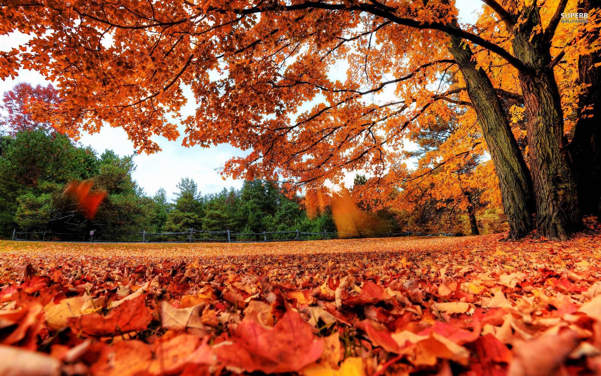 1920 x 1200 · jpeg - Fall Leaves Wallpapers - Wallpaper Cave