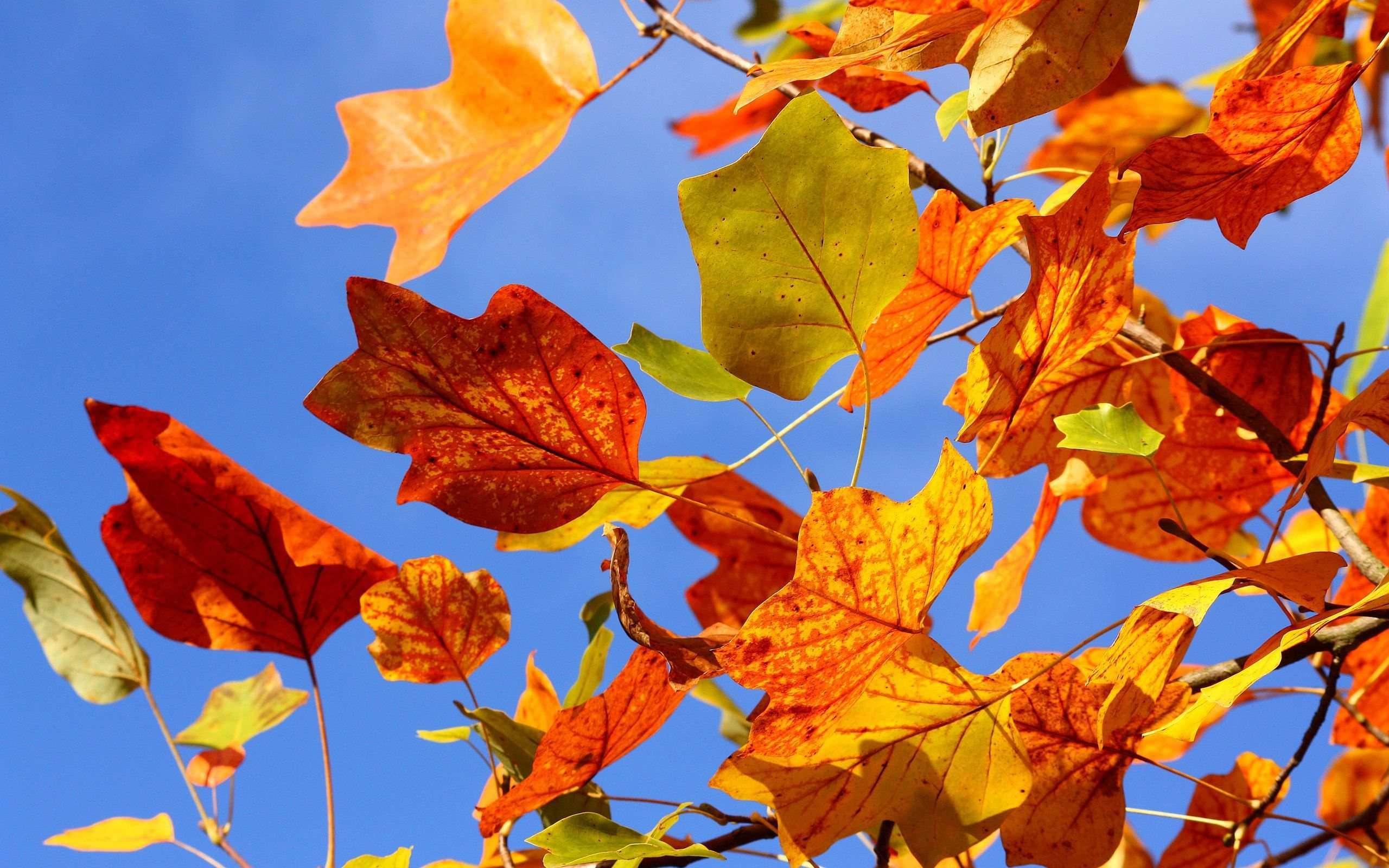 2560 x 1600 · jpeg - Wallpapers Autumn Leaves - Wallpaper Cave