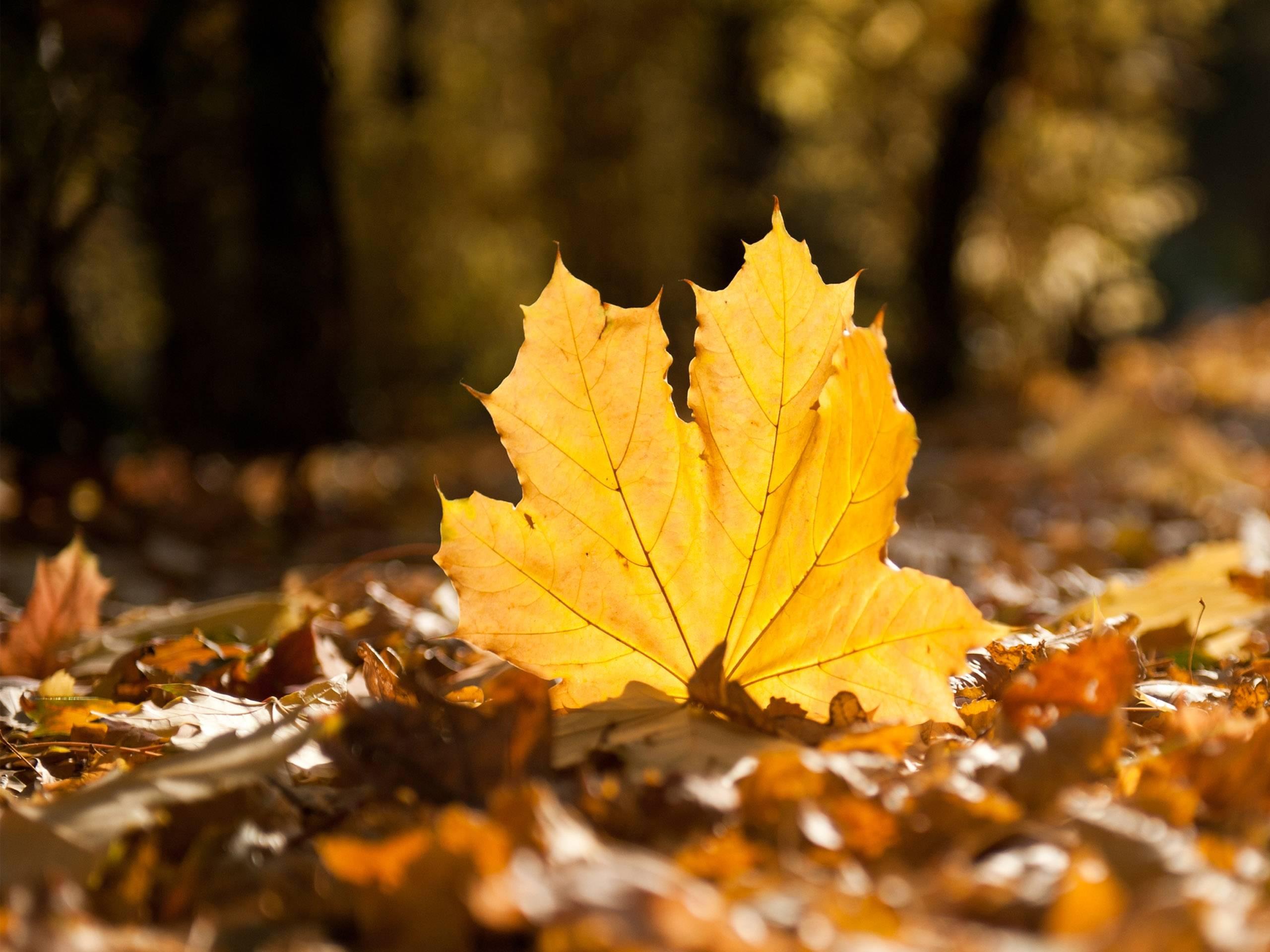 2560 x 1920 · jpeg - Fall Leaves Wallpapers - Wallpaper Cave