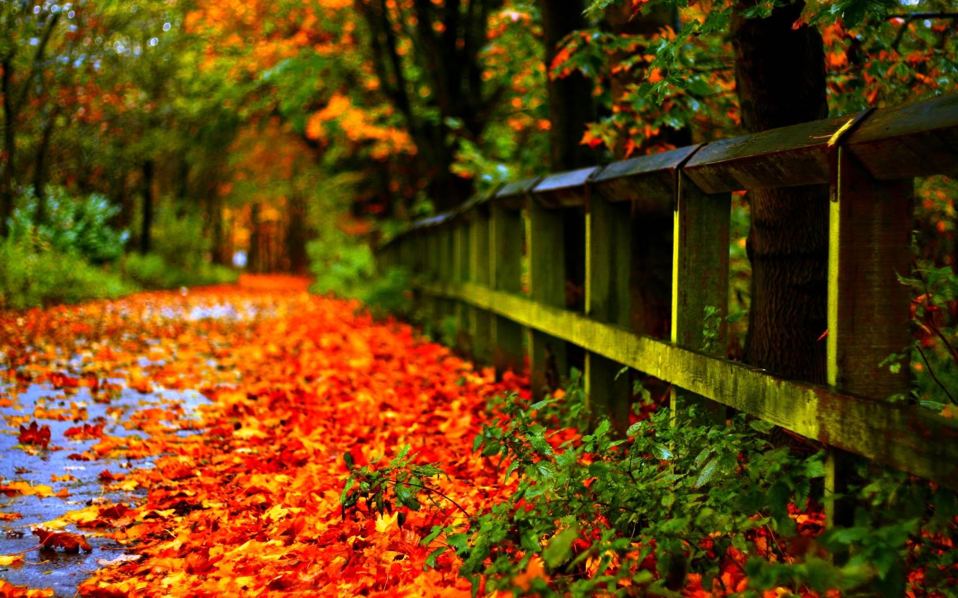 1920 x 1200 · jpeg - Wallpapers Autumn Leaves - Wallpaper Cave