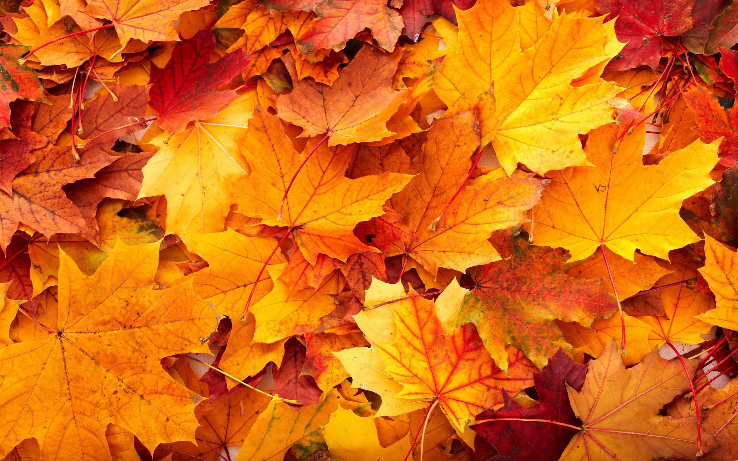 2560 x 1600 · jpeg - Autumn Leaf Backgrounds - Wallpaper Cave