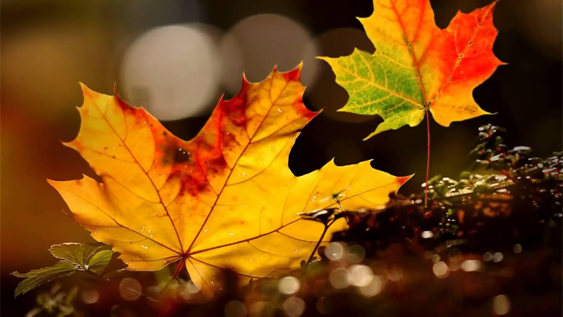 1920 x 1080 · jpeg - Autumn Leaves Hd Wallpapers - Wallpaper Cave