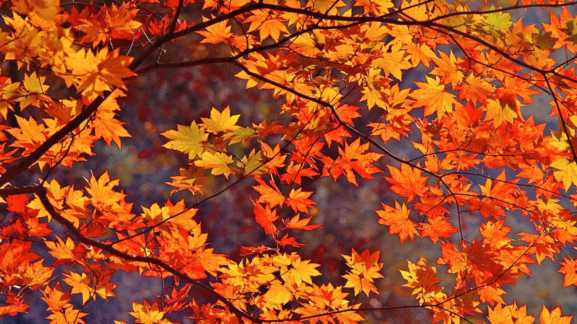 1920 x 1080 · jpeg - [41+] Autumn Leaves Wallpaper HD on WallpaperSafari