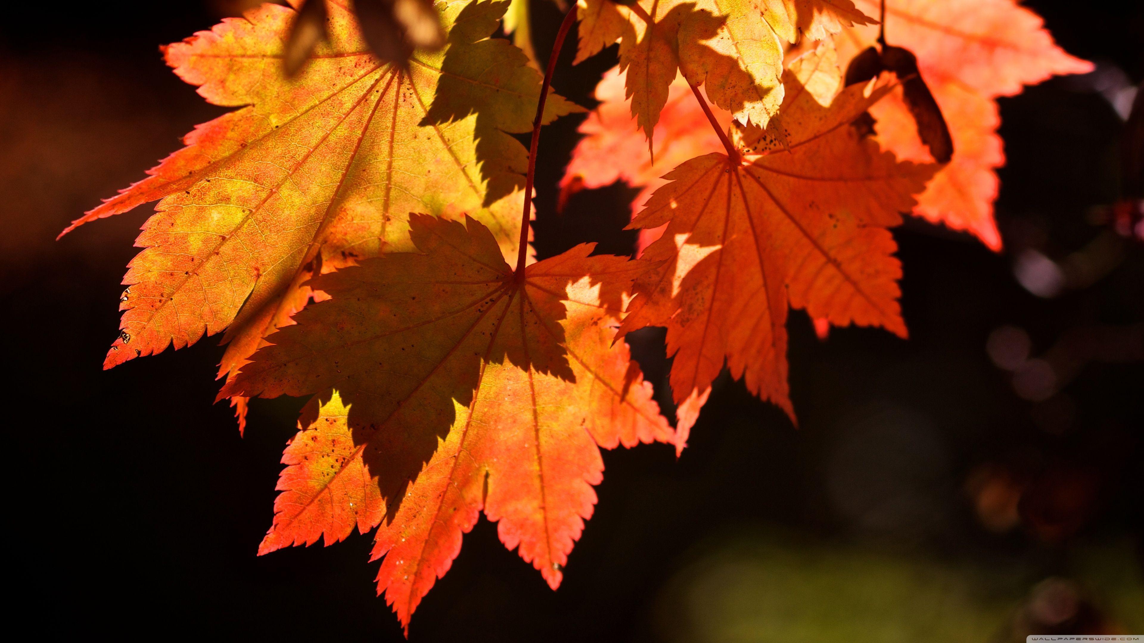 3840 x 2160 · jpeg - Autumn Leaves Hd Wallpapers - Wallpaper Cave