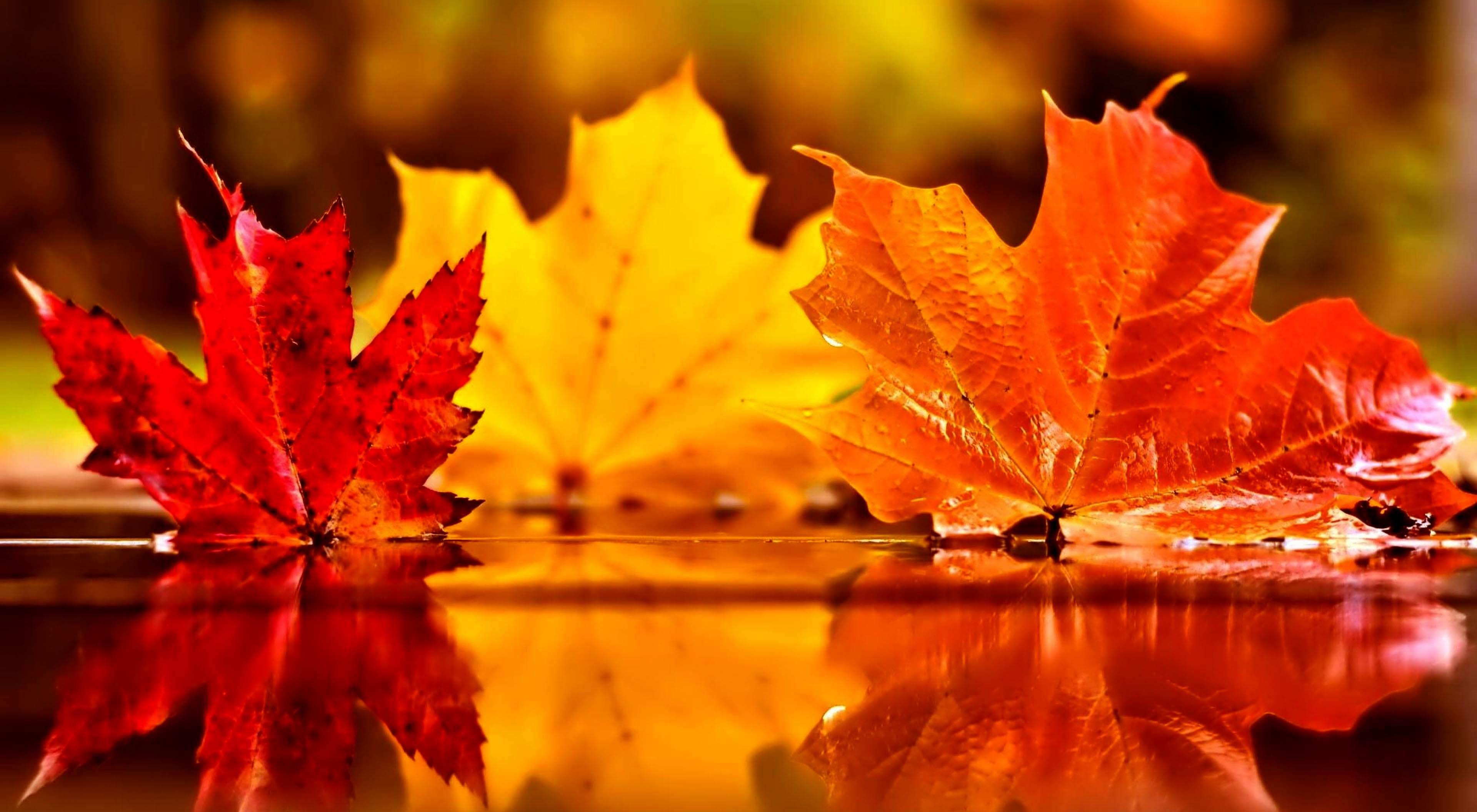 3840 x 2112 · jpeg - Autumn Leaf Wallpaper (68+ images)