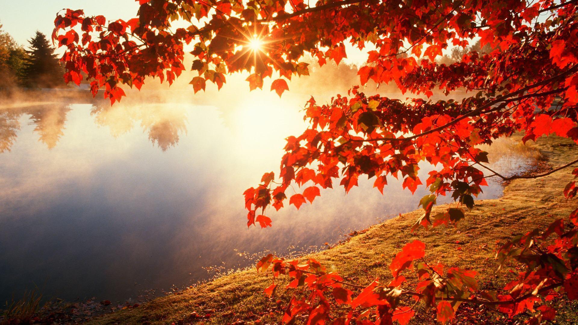 1920 x 1080 · jpeg - Wallpapers Autumn Leaves - Wallpaper Cave