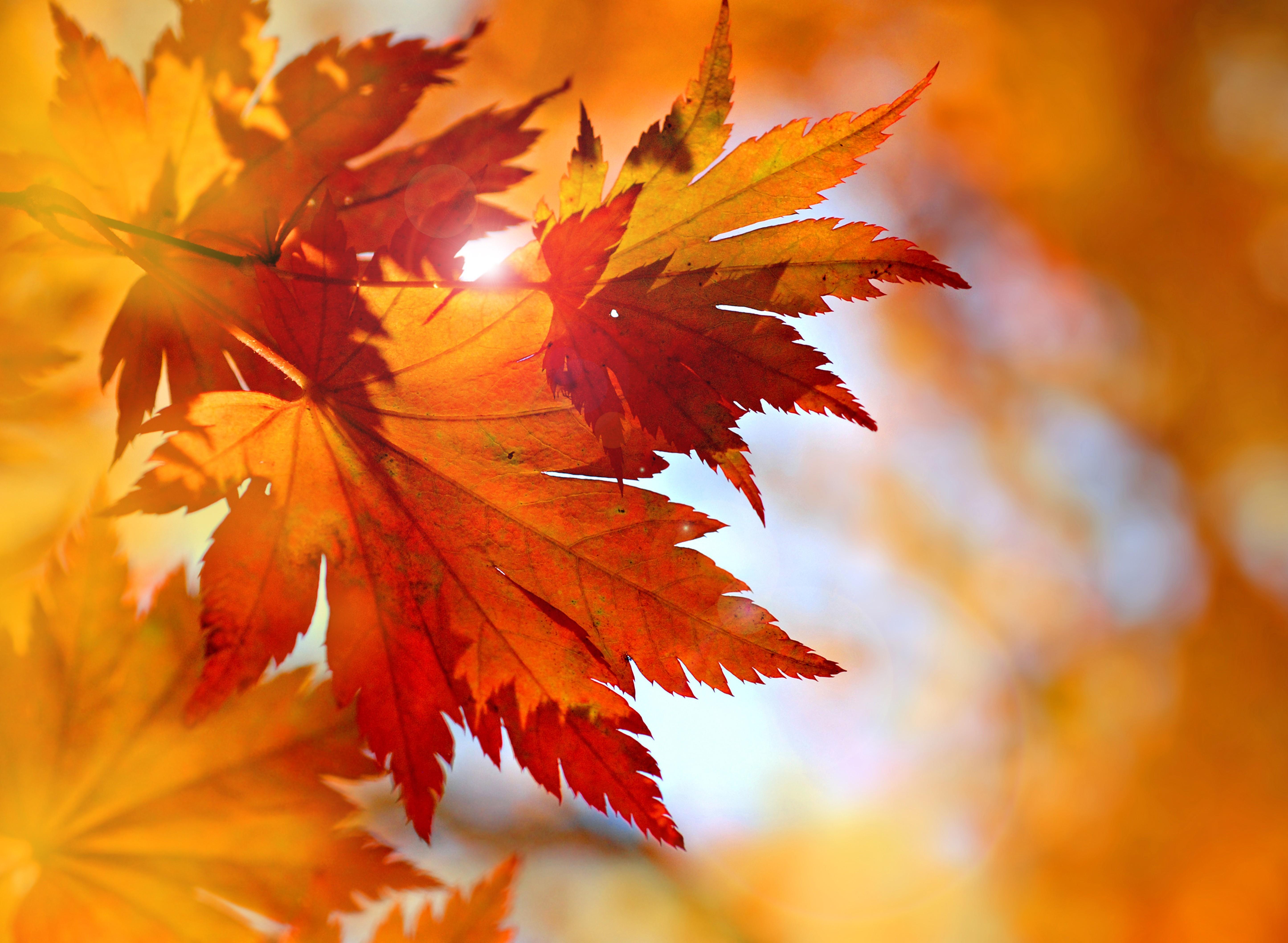 5782 x 4234 · jpeg - Autumn Leaves 4k Ultra HD Wallpaper | Background Image | 5782x4234