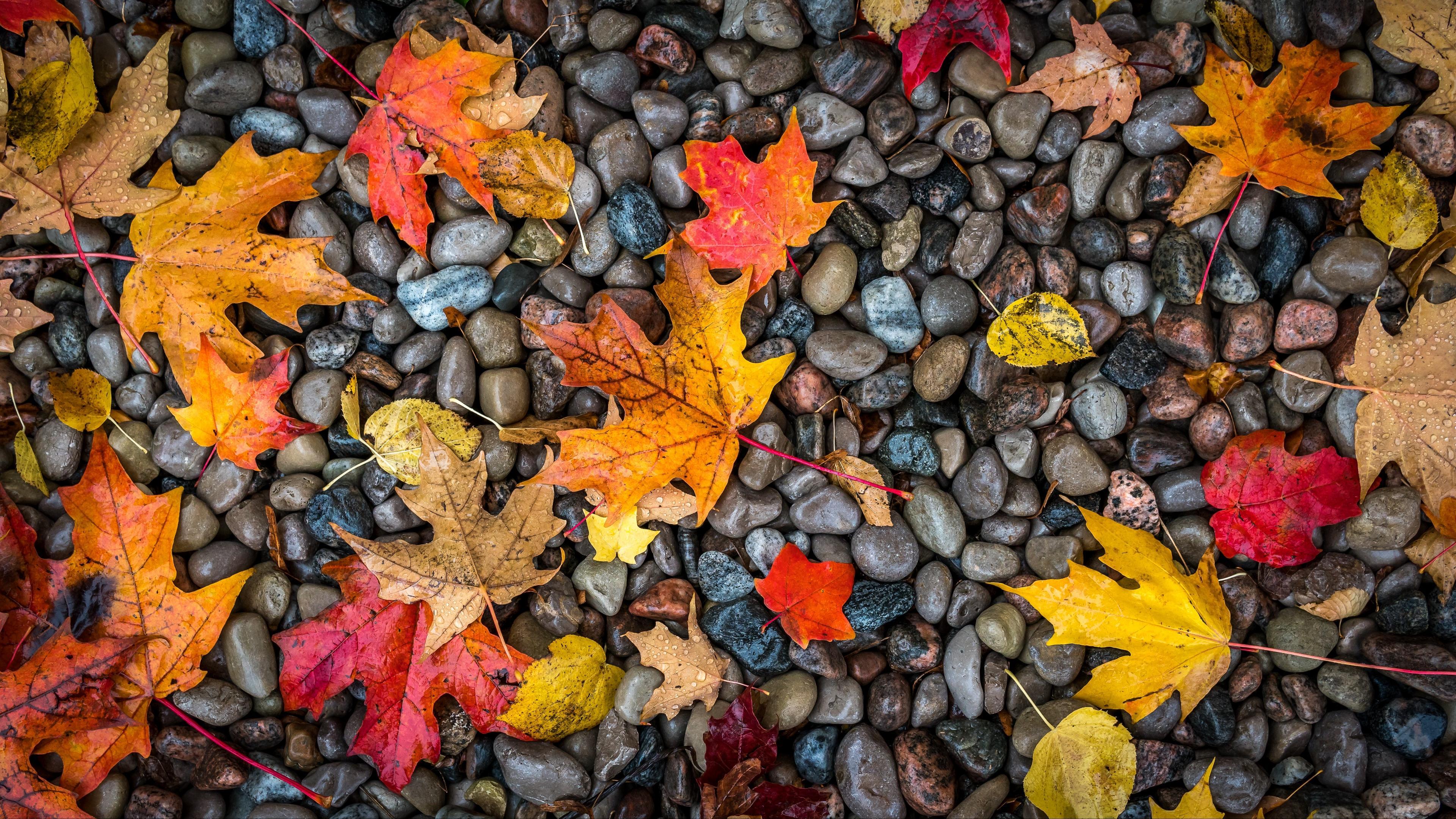 3840 x 2160 · jpeg - Autumn Leaves 4K Wallpapers - Wallpaper Cave