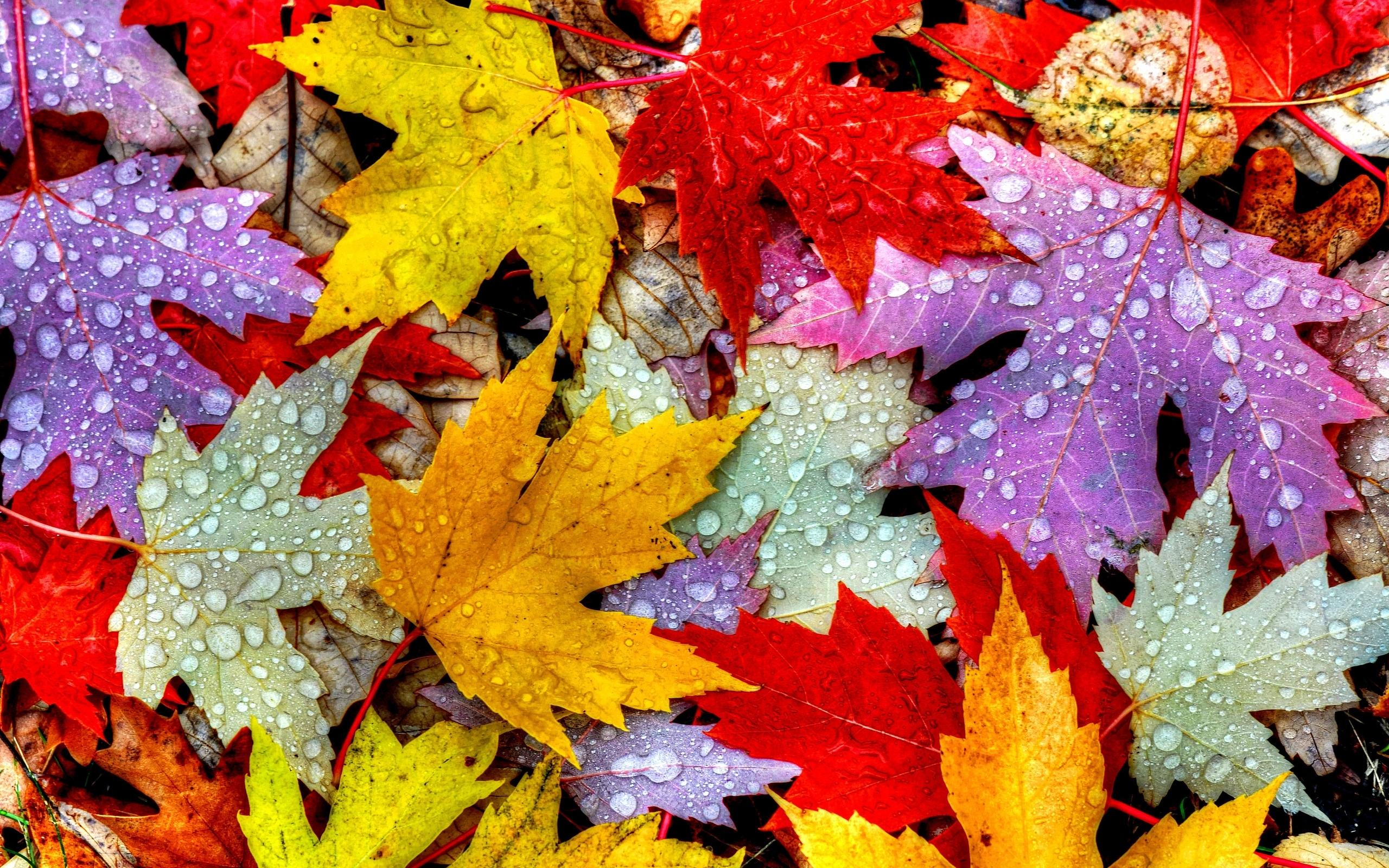 2560 x 1600 · jpeg - Nature Autumn Leaves, HD Nature, 4k Wallpapers, Images, Backgrounds ...