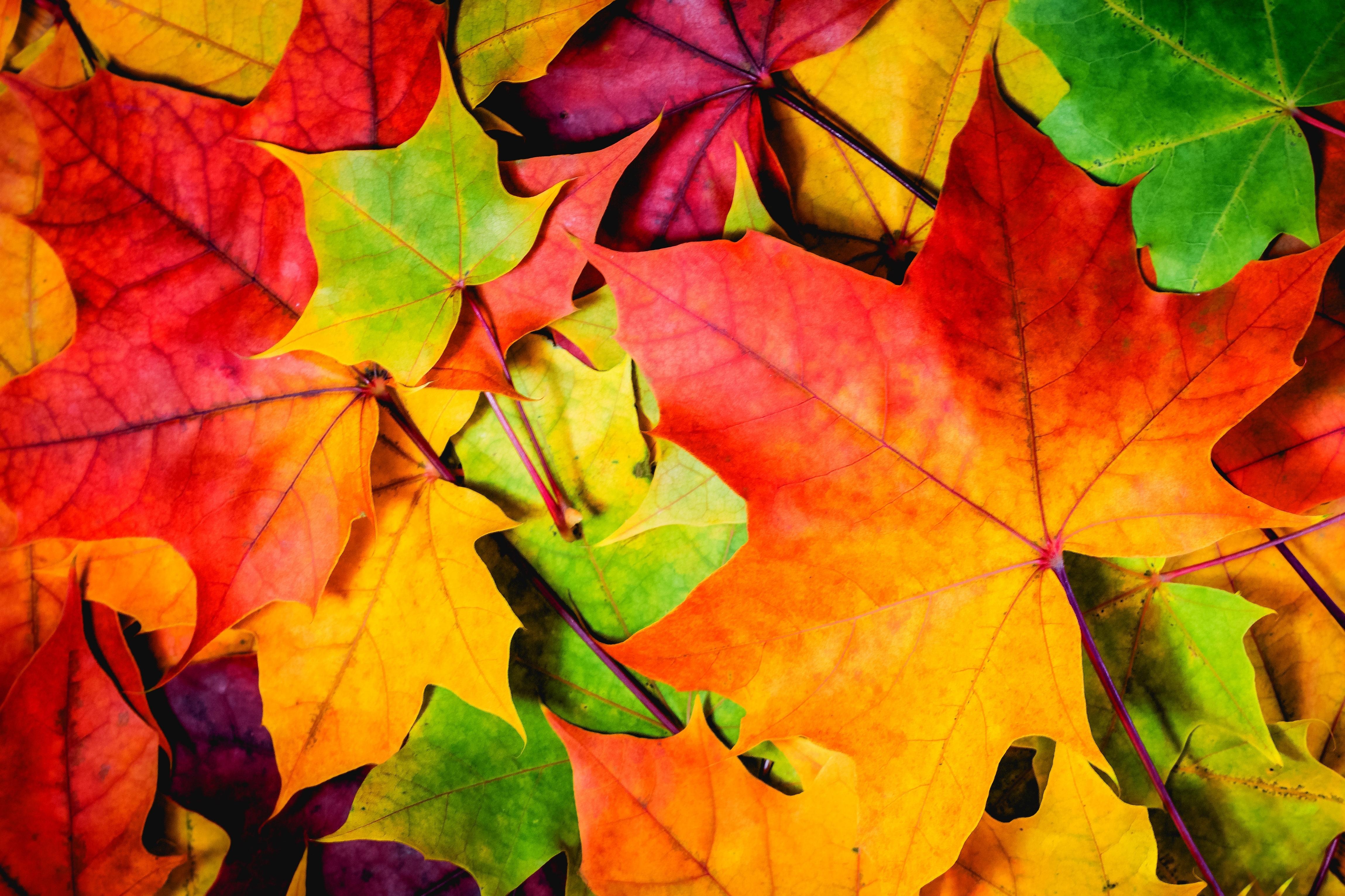 4597 x 3065 · jpeg - Autumn Leaves 4k Ultra HD Wallpaper | Background Image | 4597x3065