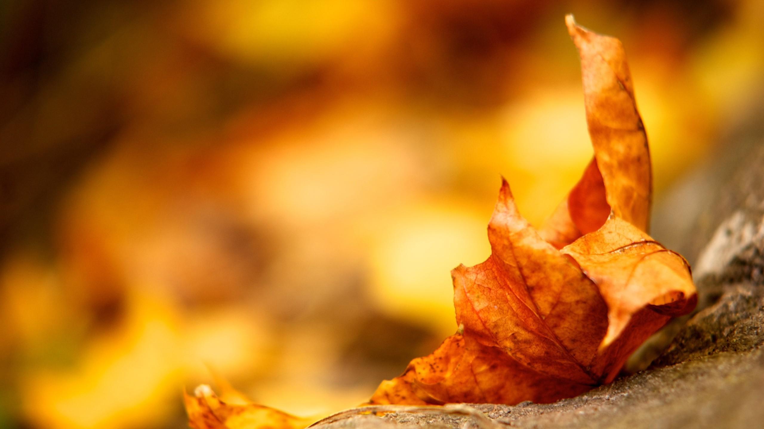 2560 x 1440 · jpeg - autumn leaf nature - HD Desktop Wallpapers | 4k HD