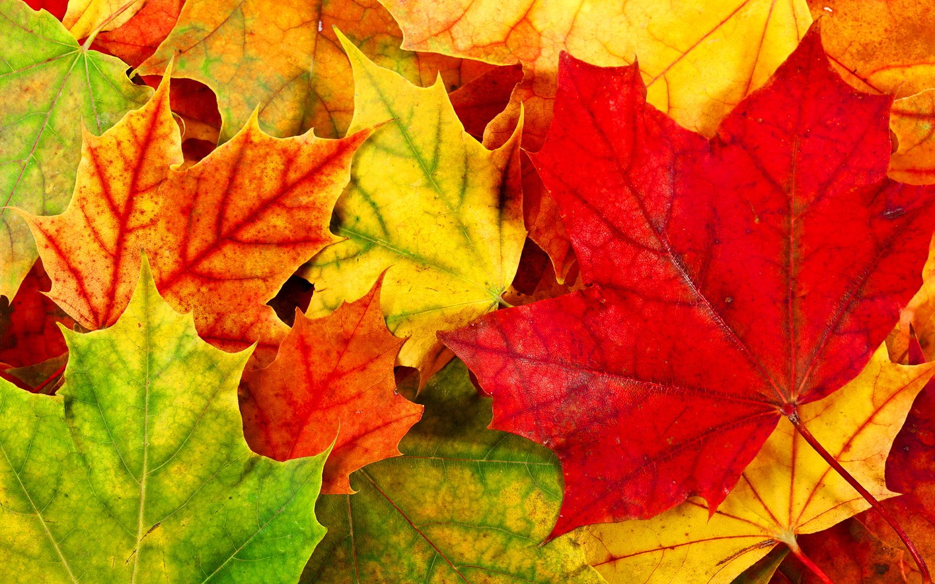 1920 x 1200 · jpeg - Autumn Leaves Desktop Wallpapers - Wallpaper, High Definition, High ...