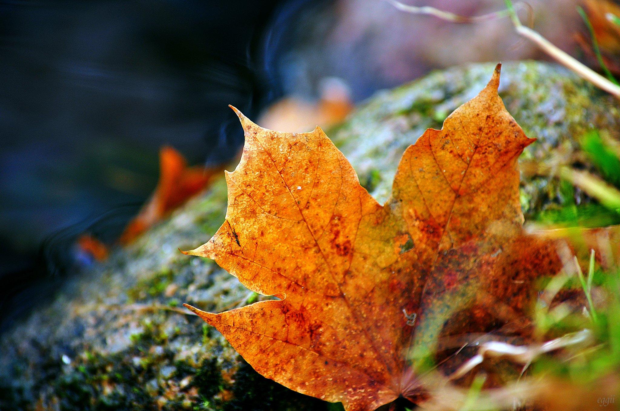 2048 x 1360 · jpeg - grass, Leaves, Autumn, Fallen, Leaf Wallpapers HD / Desktop and Mobile ...