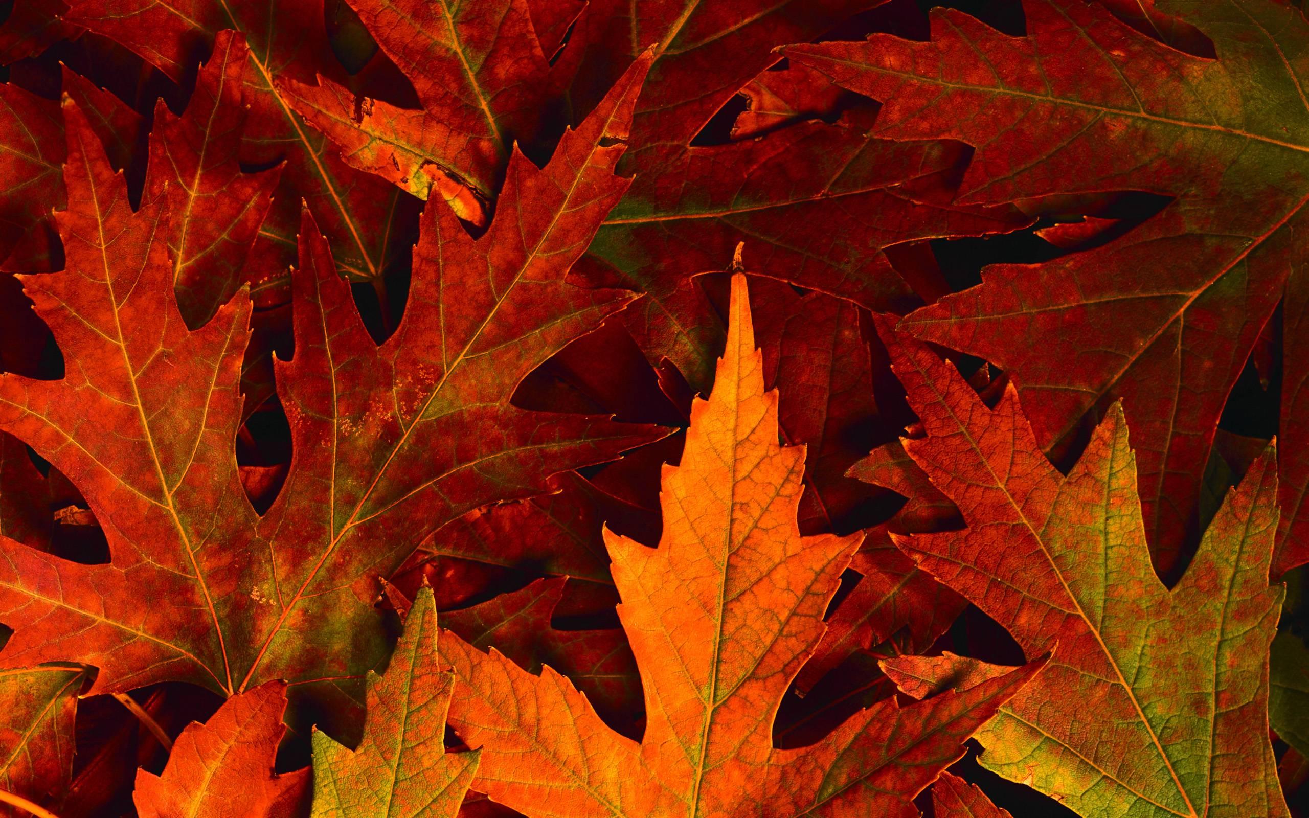 2560 x 1600 · jpeg - Fall Leaves Desktop Backgrounds - Wallpaper Cave