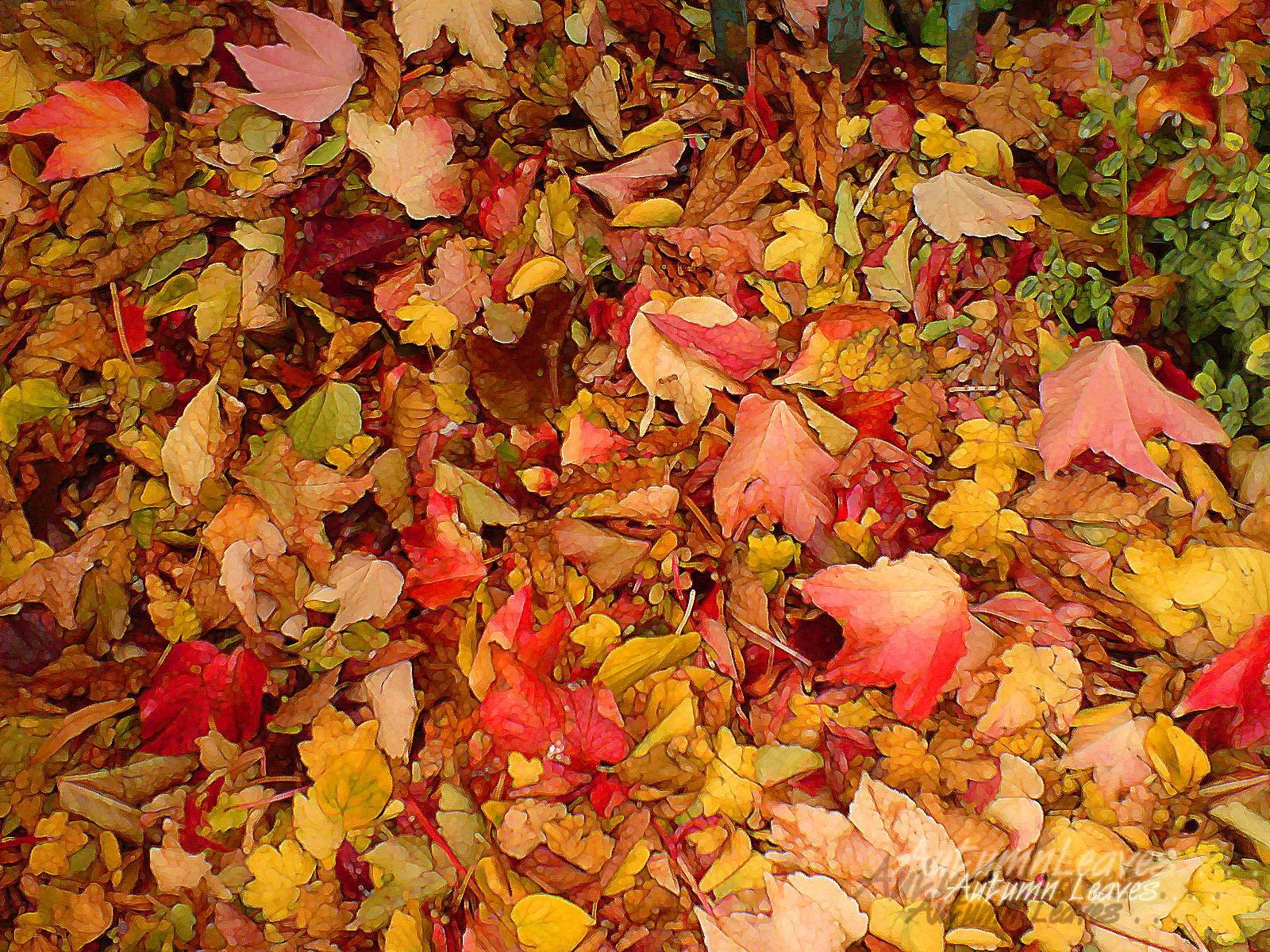 1600 x 1200 · jpeg - Fall Leaves Wallpapers Free - Wallpaper Cave