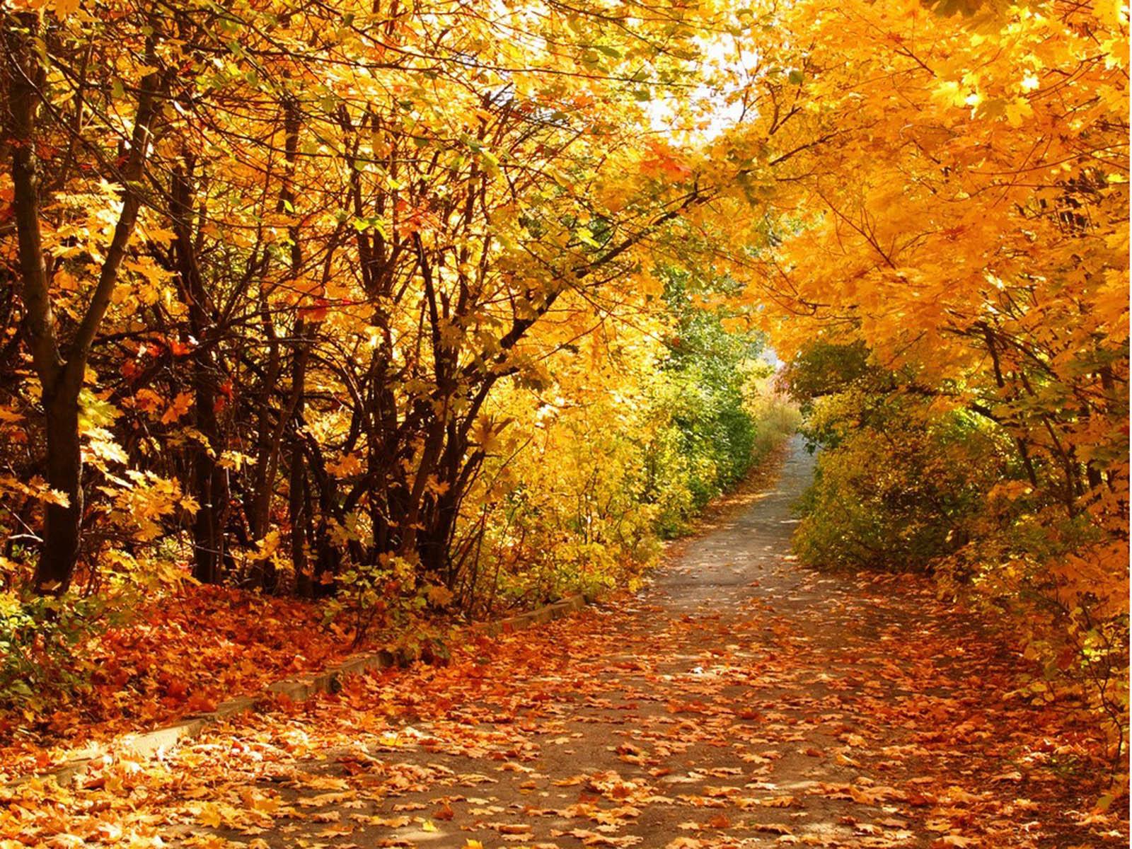 1600 x 1200 · jpeg - wallpapers: Beautiful Autumn Scenery Wallpapers