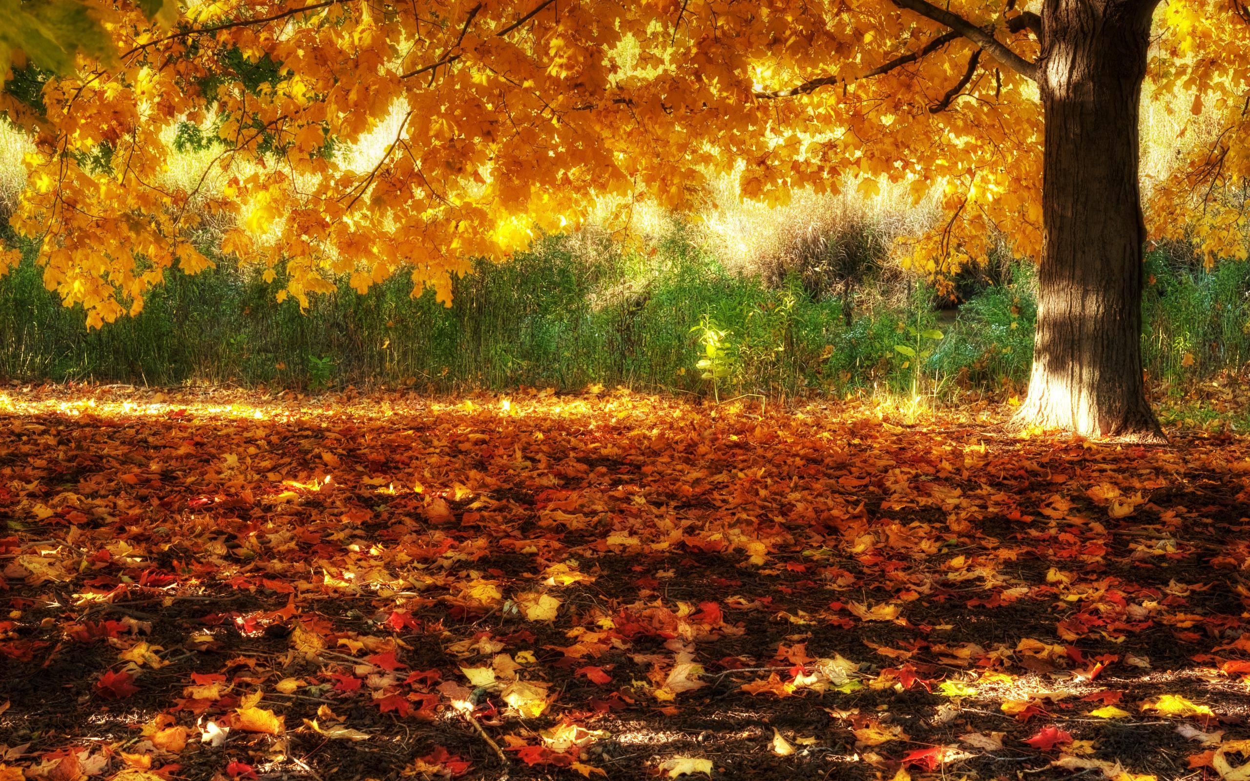 2560 x 1600 · jpeg - Beautiful Fall Pictures Wallpapers - Wallpaper Cave