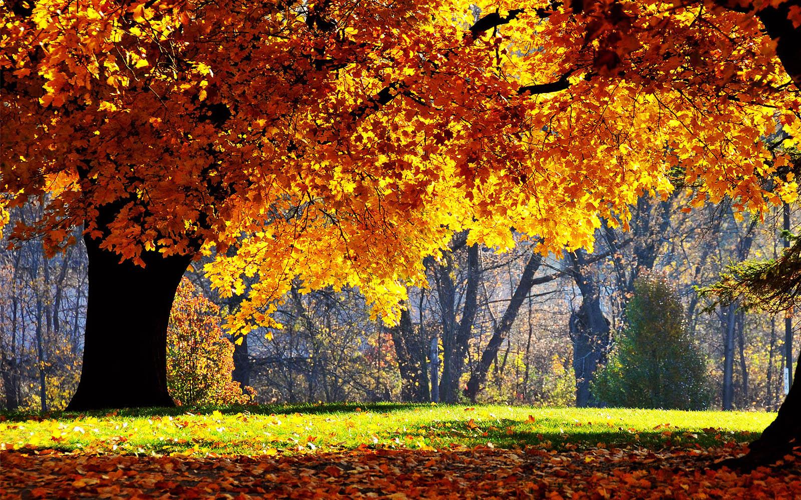 1600 x 1000 · jpeg - wallpapers: Beautiful Autumn Scenery Wallpapers
