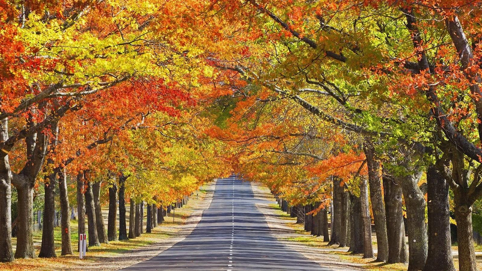 1600 x 900 · jpeg - Beautiful Autumn Season Wallpapers | All HD Wallpapers