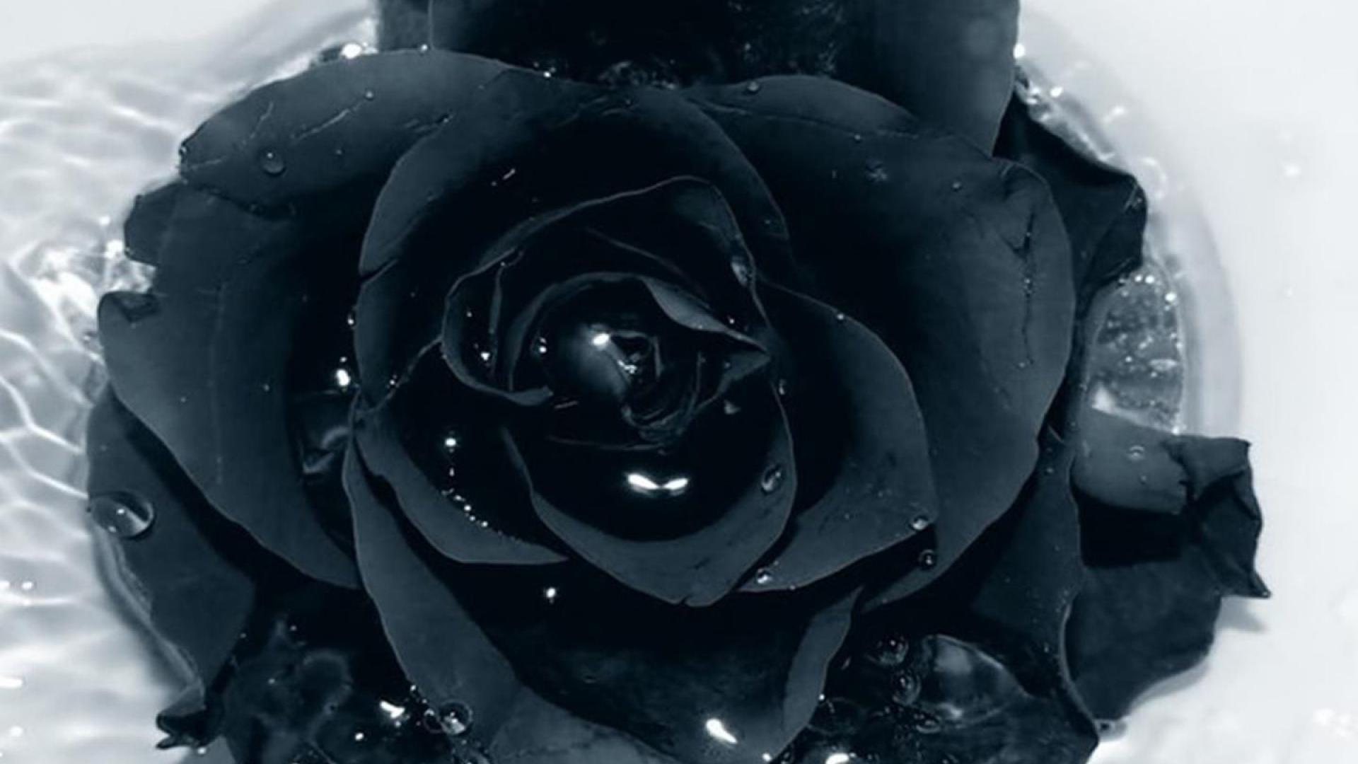 1920 x 1080 · jpeg - Black Rose Wallpaper HD | PixelsTalk