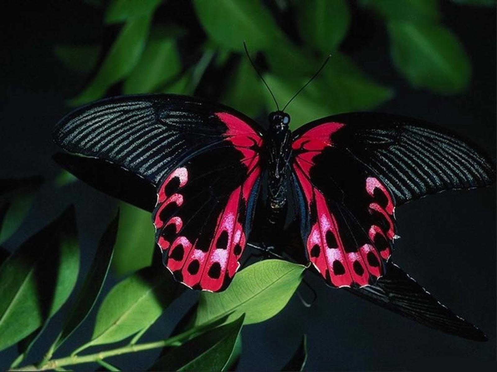 1600 x 1200 · jpeg - beautiful butterfly wallpapers - Mobile wallpapers