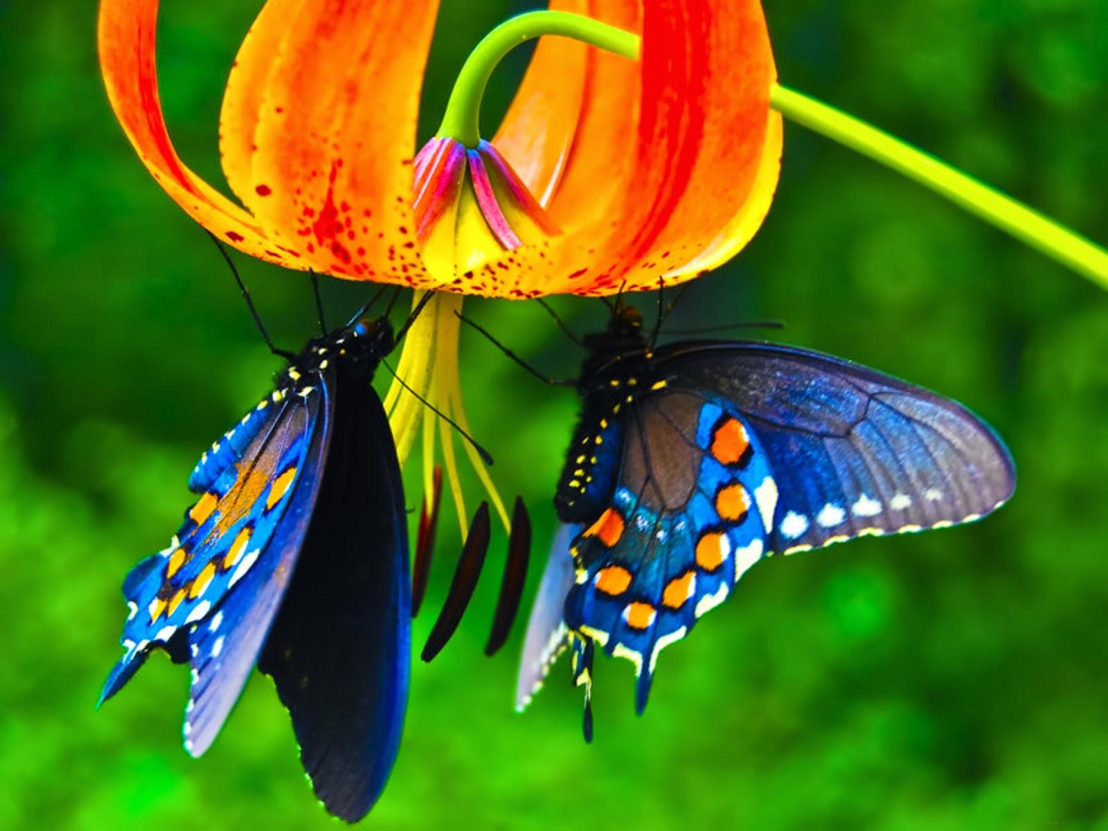 1600 x 1200 · jpeg - Cool Photos: Beautiful Butterfly Desktop wallpapers