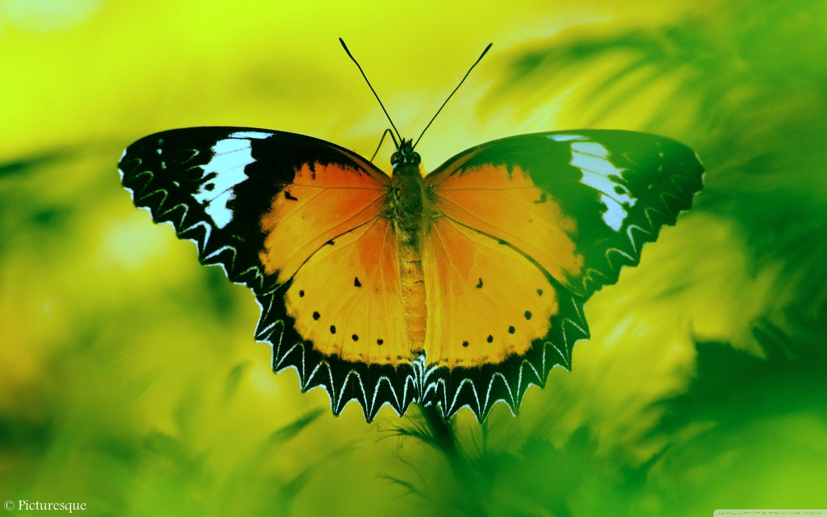 2880 x 1800 · jpeg - Beautiful Butterfly HD Wallpapers - Wallpaper Cave