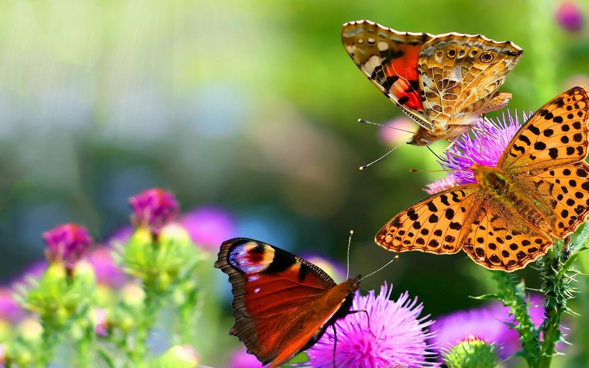 1920 x 1200 · jpeg - Beautiful Butterflies Wallpapers, Pictures, Images