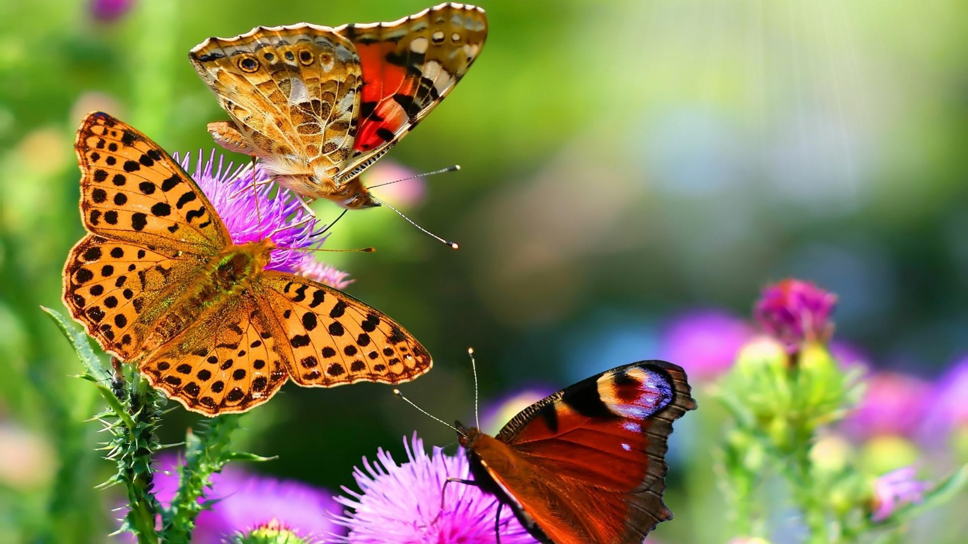 1920 x 1080 · jpeg - Three Beautiful Butterflies - High Definition, High Resolution HD ...