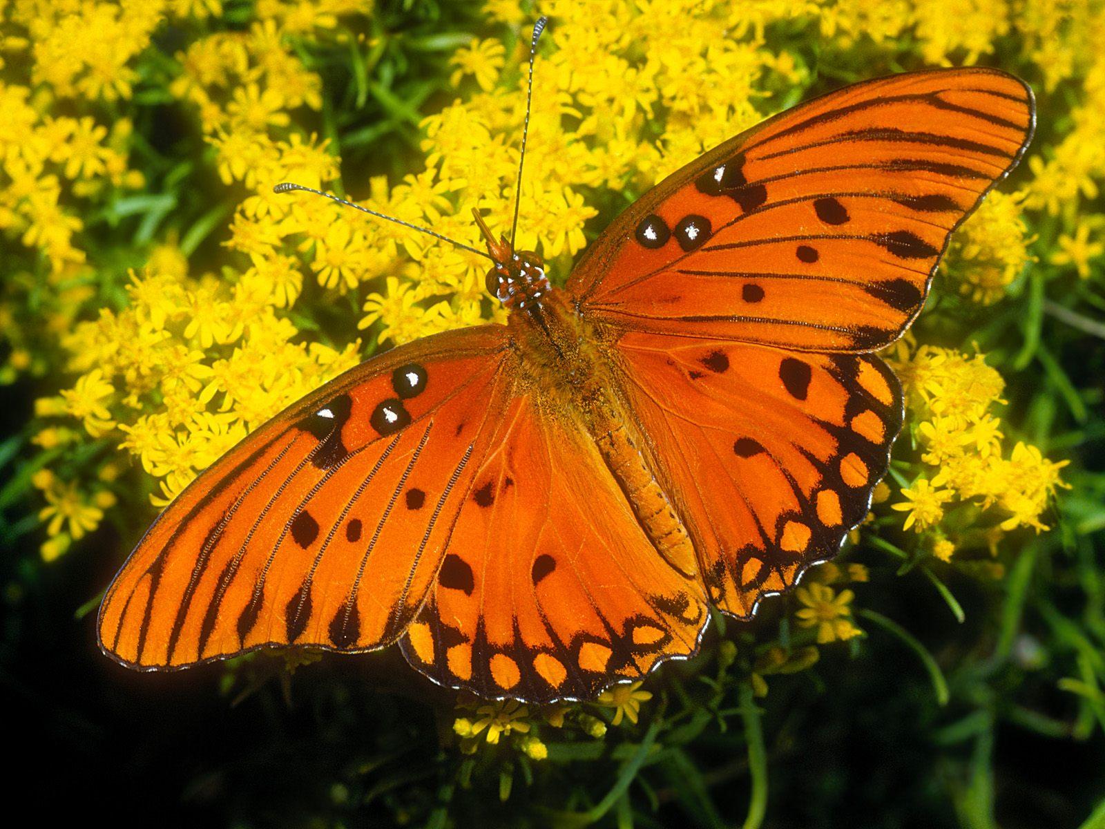 1600 x 1200 · jpeg - 111 Beautiful Butterflies Wallpapers - Hottest Pictures & Wallpapers