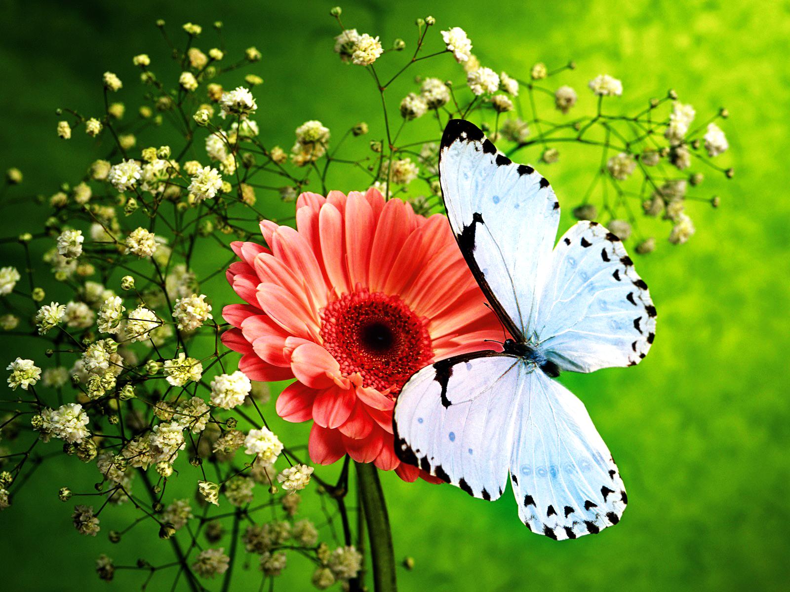 1600 x 1200 · jpeg - [50+] Beautiful Butterfly Wallpapers for Desktop on WallpaperSafari