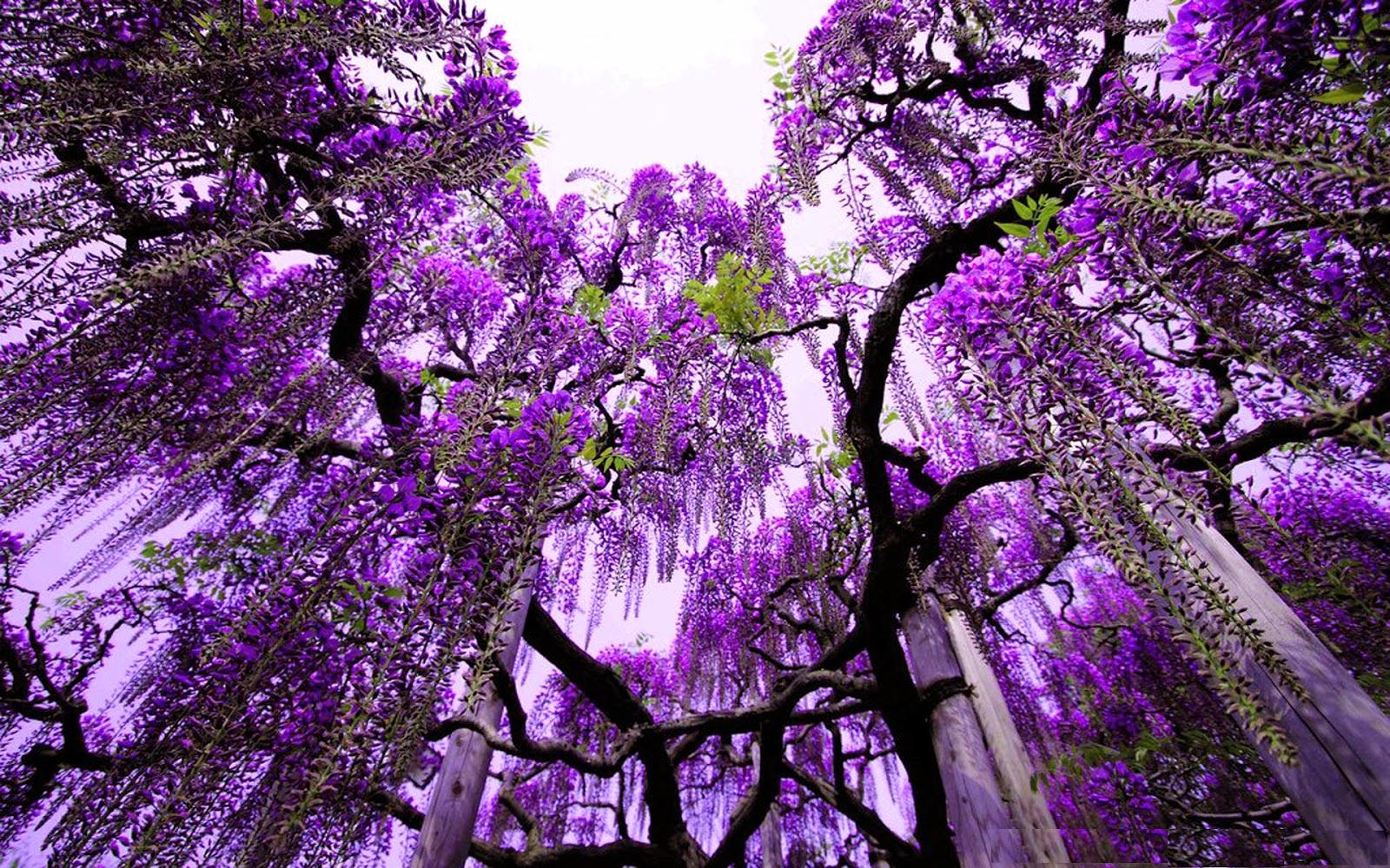 1600 x 1000 · jpeg - [32+] Purple Nature Wallpaper on WallpaperSafari