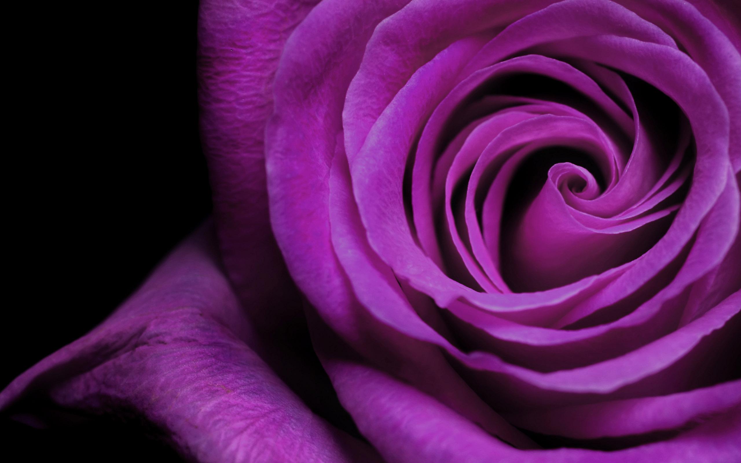 2560 x 1600 · jpeg - 43 HD Purple Wallpaper/Background Images To Download For Free
