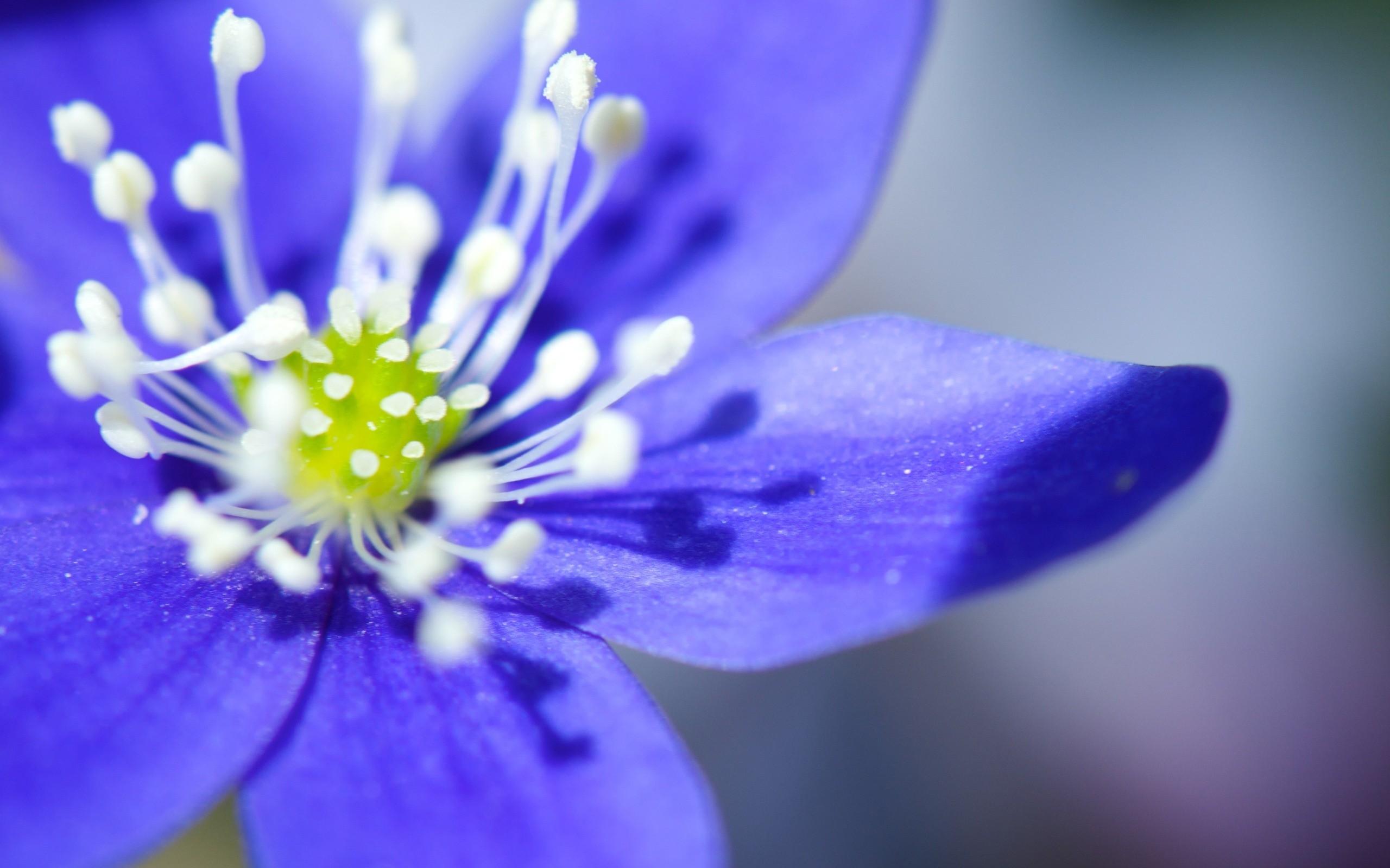 2560 x 1600 · jpeg - beautiful flowers purple - HD Desktop Wallpapers | 4k HD