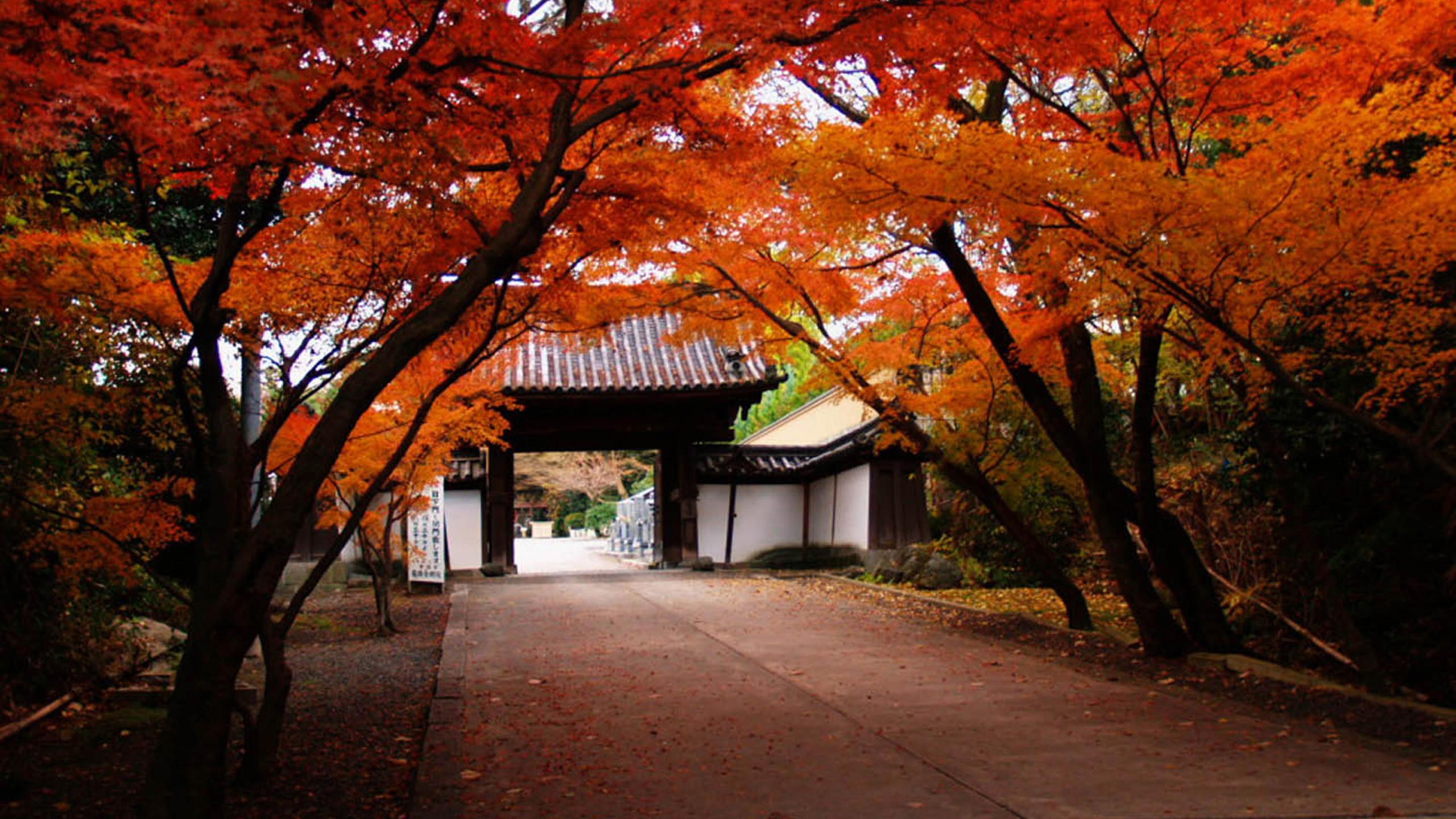 2560 x 1440 · jpeg - Autumn Japan Wallpapers - Wallpaper Cave