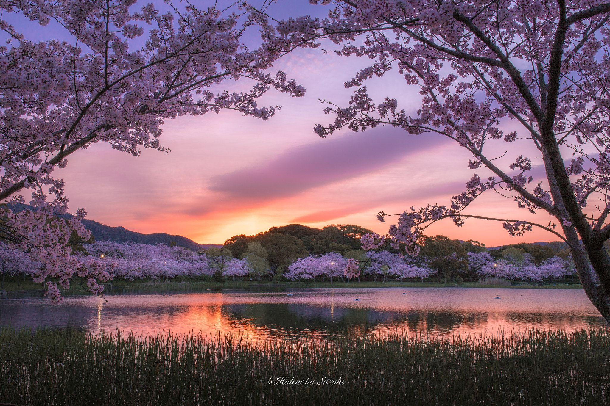 2048 x 1365 · jpeg - Sakura Sunrise - Japanese scenery of the morning of spring. You will be ...
