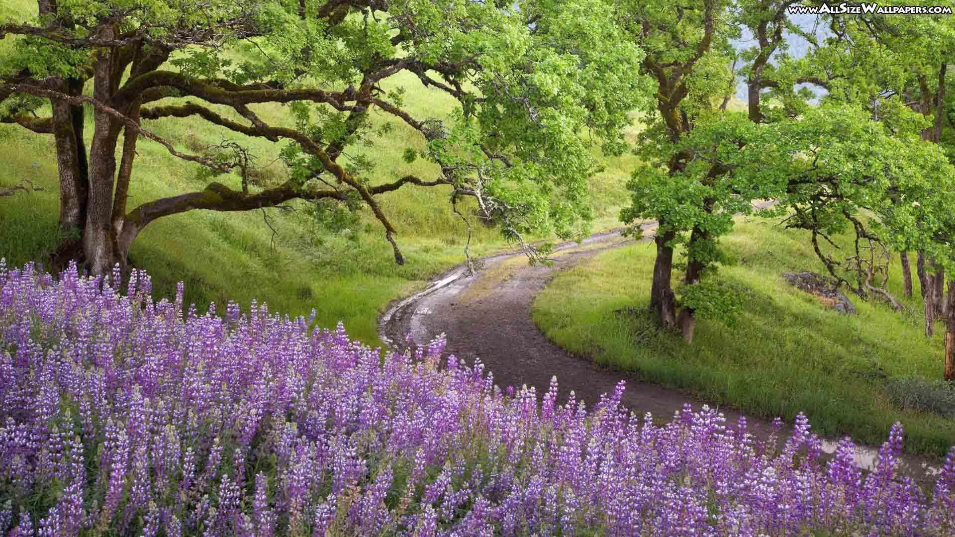 1920 x 1080 · jpeg - Spring Nature Wallpapers - Wallpaper Cave