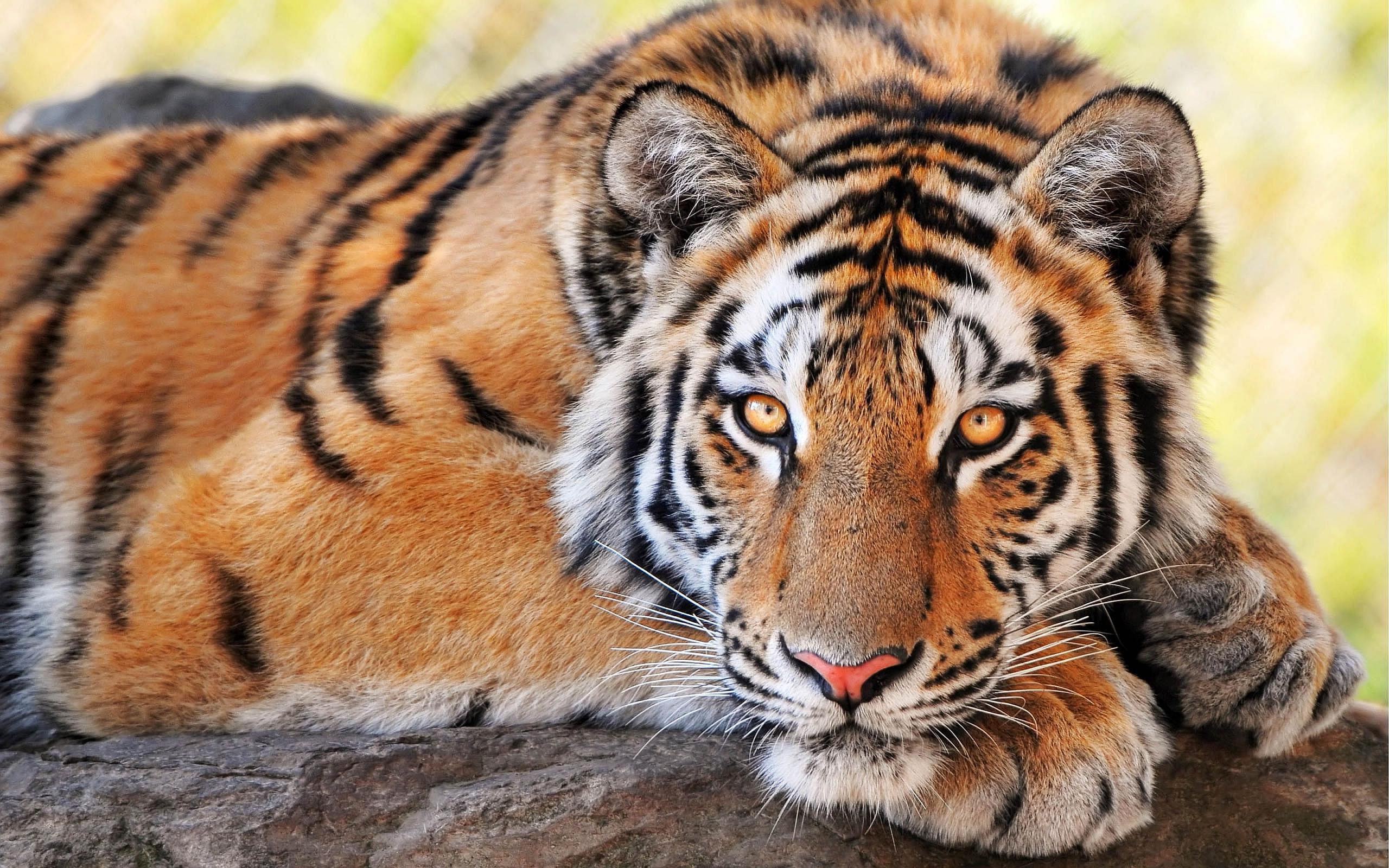 2560 x 1600 · jpeg - 30 Most Beautiful Tiger Pictures That Will Inspire You  Themes Company ...