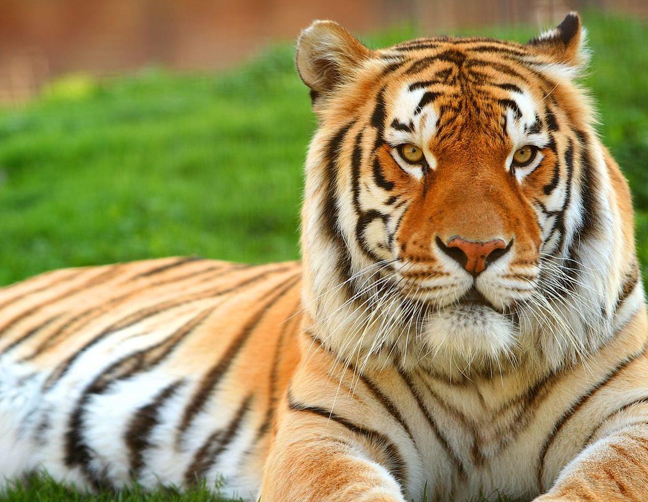 1272 x 986 · jpeg - Most Beautiful Tiger Wallpapers | Full HD Pictures
