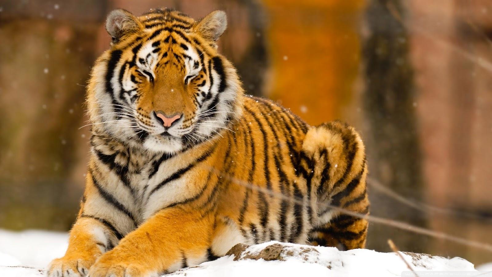 1600 x 900 · jpeg - Top 35 Most Beautiful Tiger Wallpapers