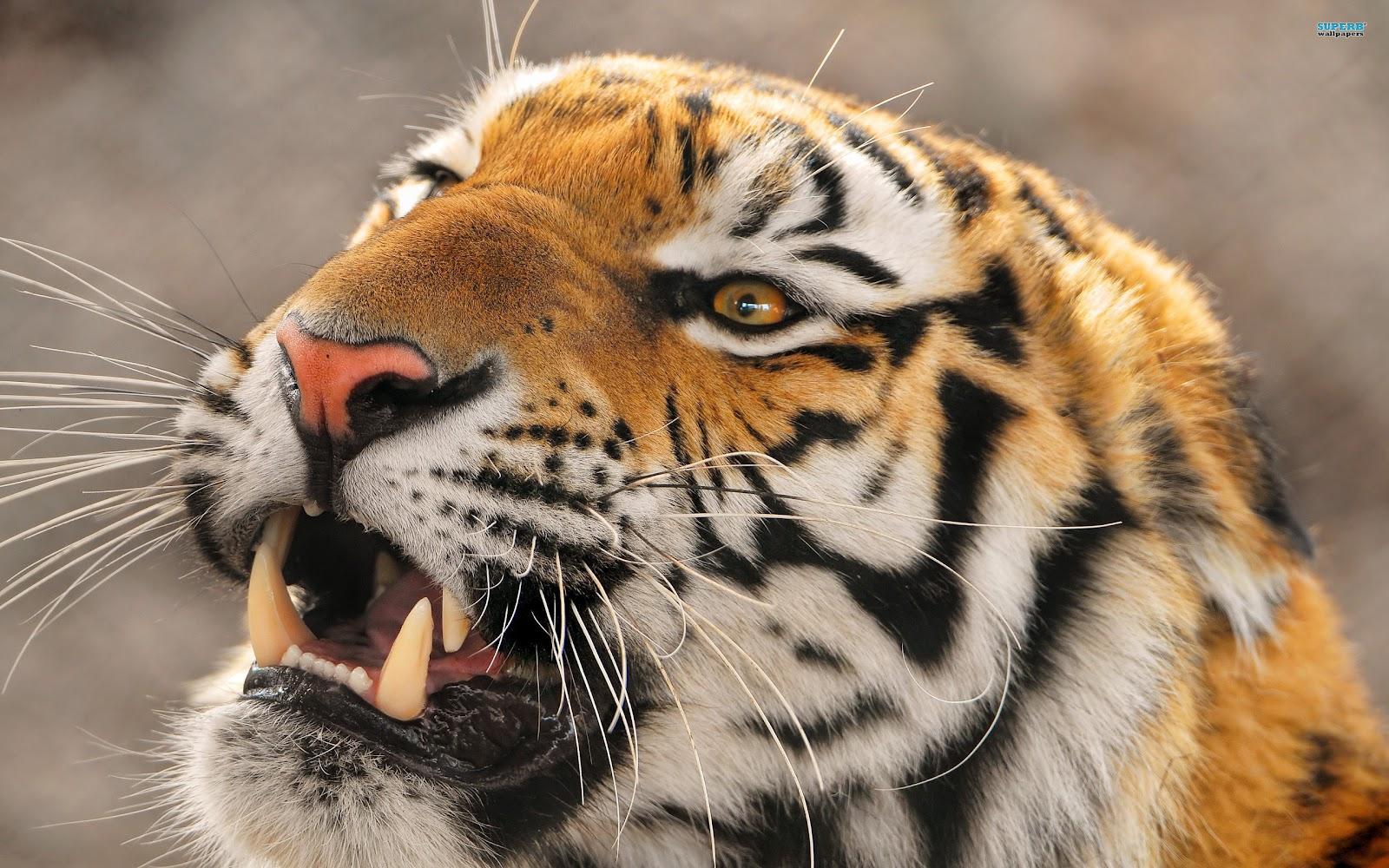1600 x 1000 · jpeg - Top 35 Most Beautiful Tiger Wallpapers
