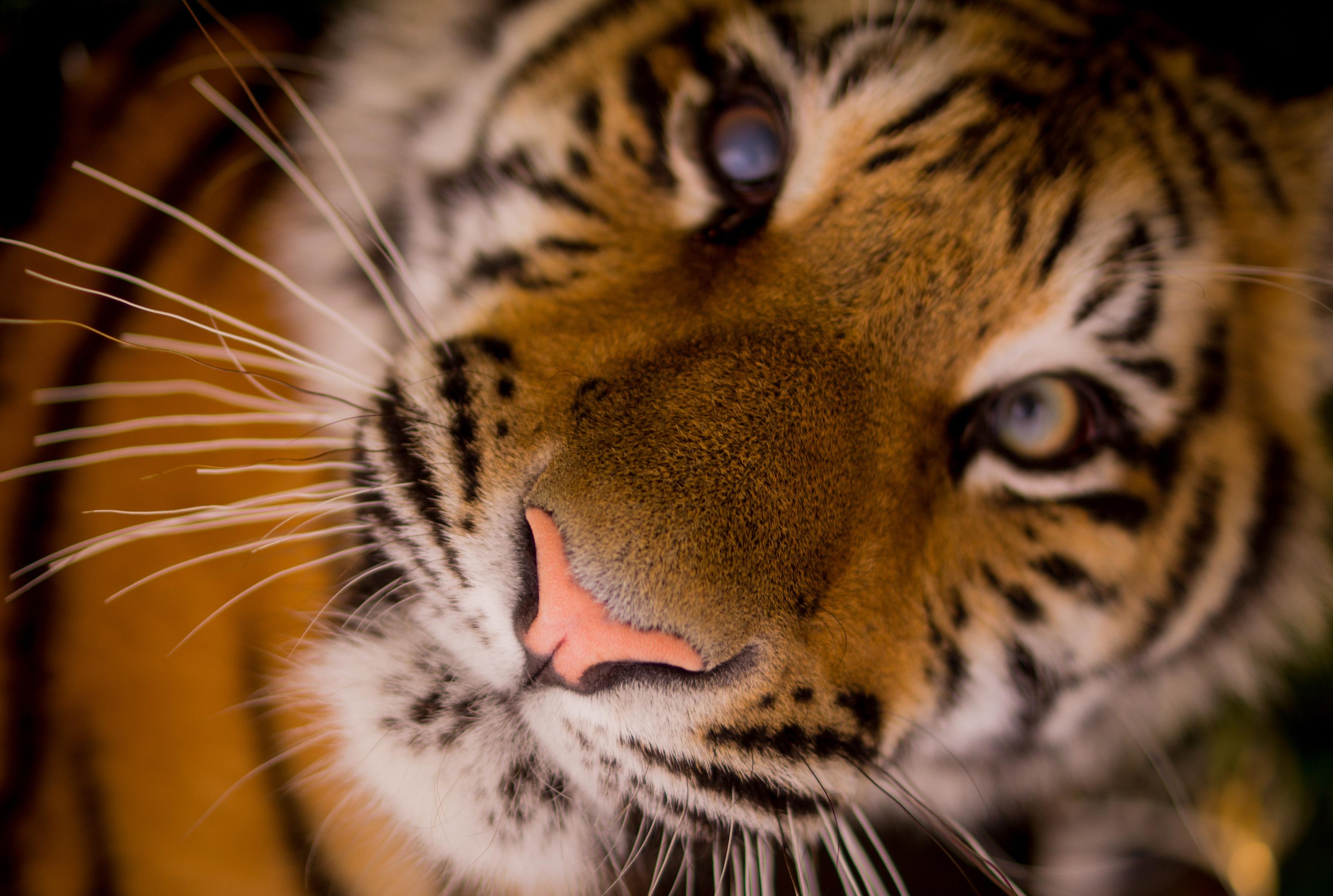 3600 x 2421 · jpeg - Beautiful Tiger HD Wallpaper | Background Image | 3600x2421 | ID:686395 ...