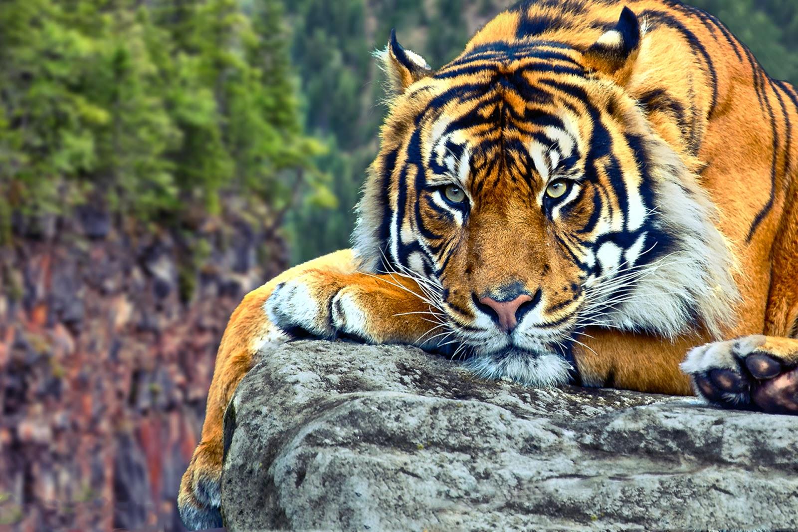 1600 x 1067 · jpeg - 106 Tiger Wallpapers | Most beautiful places in the world | Download ...