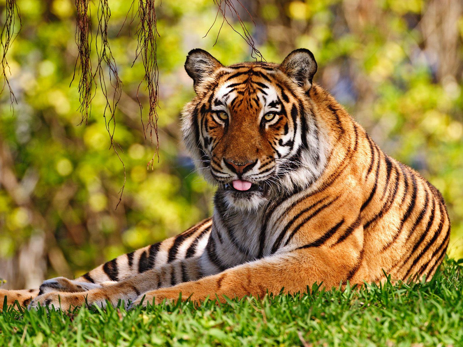 1600 x 1200 · jpeg - Beautiful tiger - Tigers Wallpaper (36642865) - Fanpop