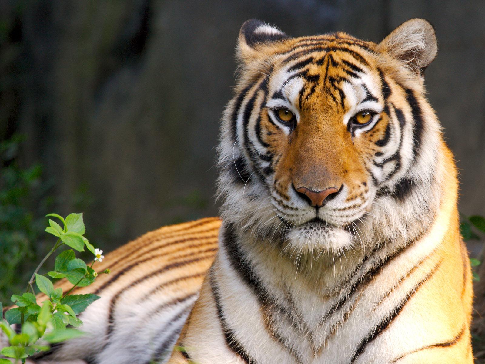 1600 x 1200 · jpeg - Beautiful Tigers Wallpapers And Pictures Gallary - Free Desktop Wallpaper