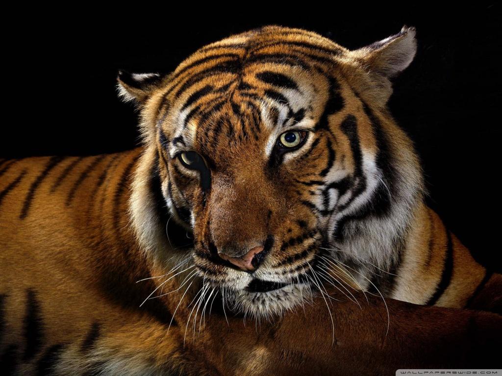 1024 x 768 · jpeg - Beautiful Tiger Wallpaper | Download Free Wallpapers